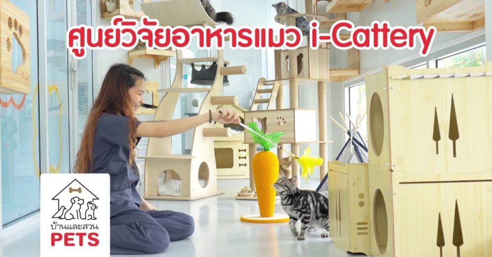 i-Cattery ได้รับการรับรอง AAALAC International ในระดับสูงสุด